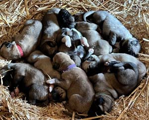 lots of
                  puppies