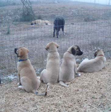 puppies looking