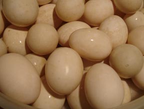 eggs