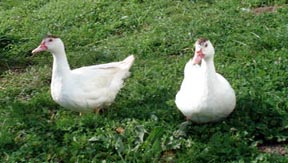 two ducks